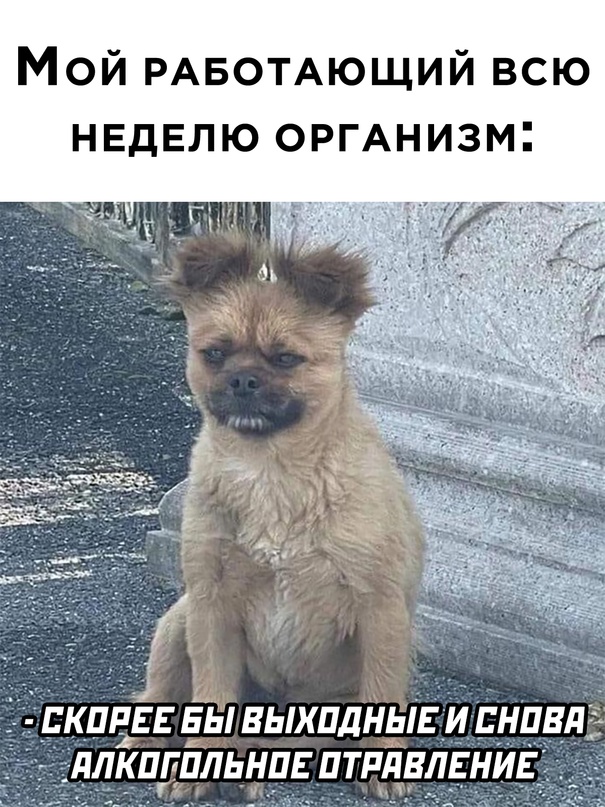 Весёлый полтишок 21.03.23