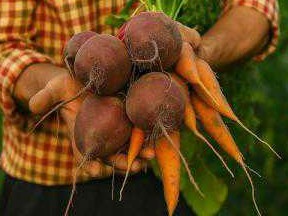 Страсти огородные