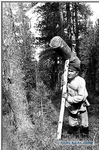 Шишкин лес или военный способ добывания ореха