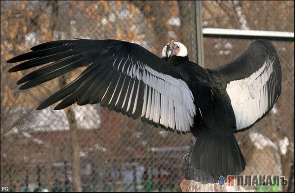 ПТИЦЫ. Фото птиц, голуби, воробьи, вороны