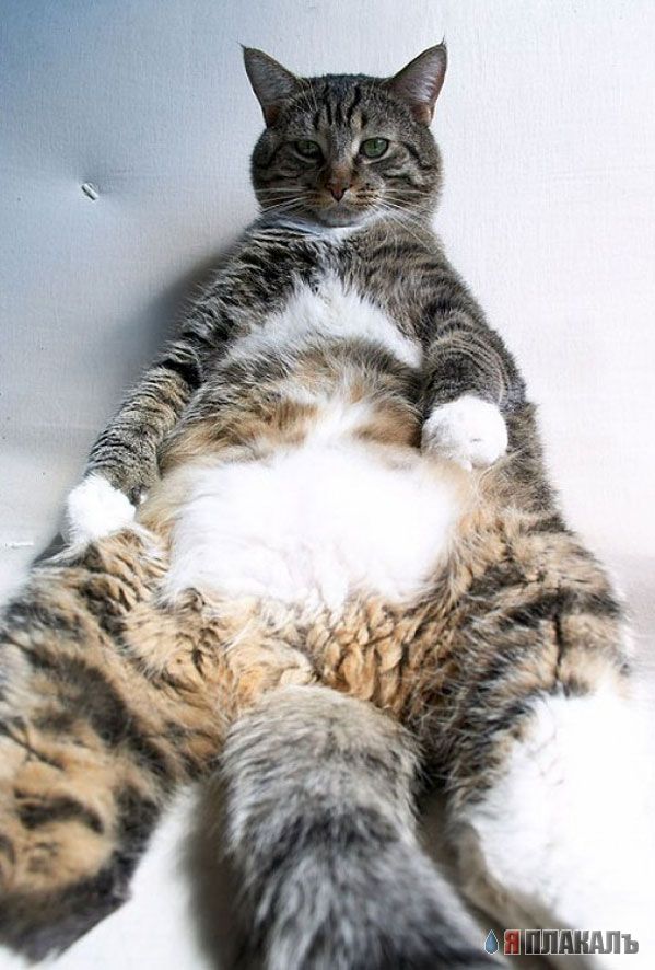 Коты, кошки, котята