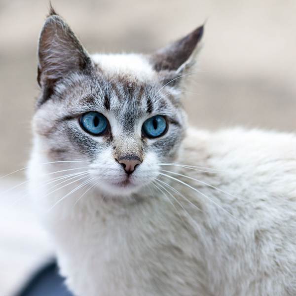 Котовторник на вторник, Котовторник
