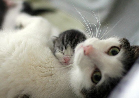 Коты из сети