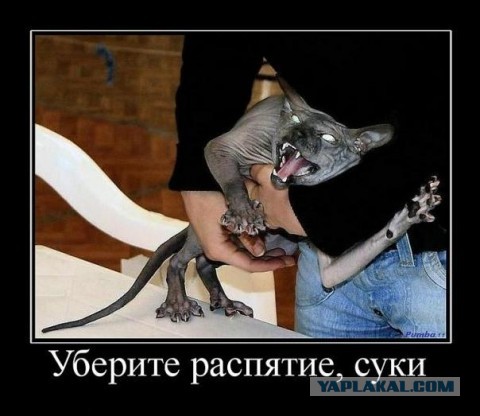 Осеннему котовторнику быть!