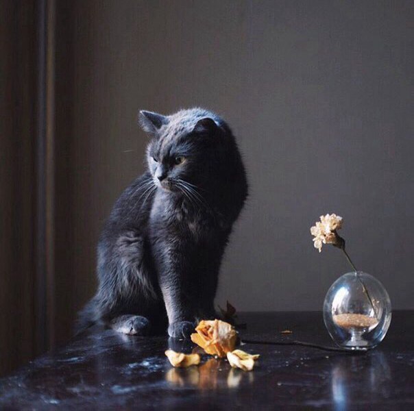 Коты и Кошки