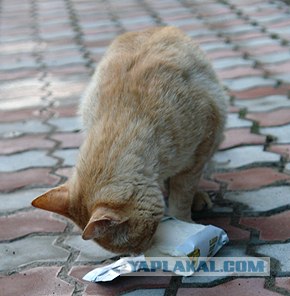 Ура, котовторник! (01.07.2008)