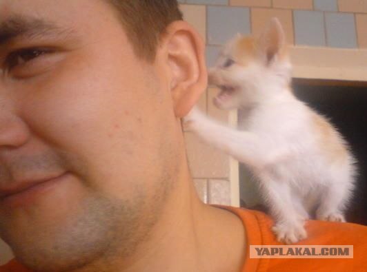 Котовторник ужасов (36 фот)