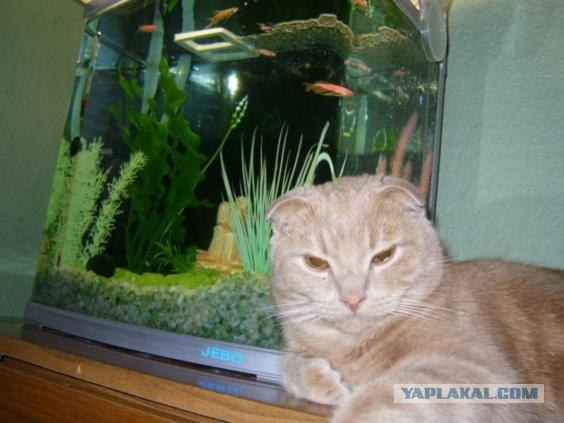 Первый котовторник октября