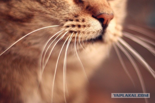 Котовторник 22.11.11