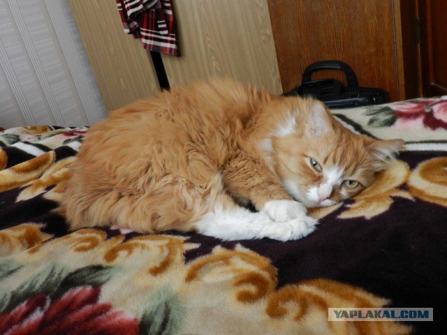Котовторник 22.05.2012