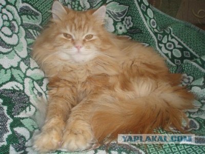 Котовторник на 26.06.12
