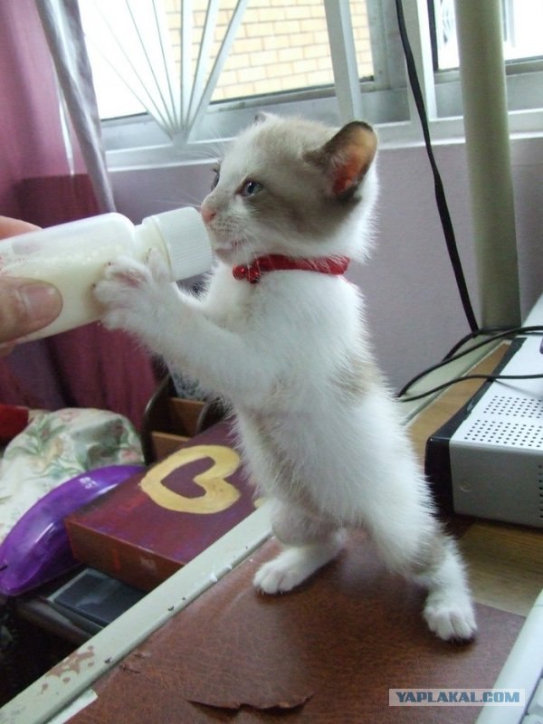 Котовторник 07.08.2012
