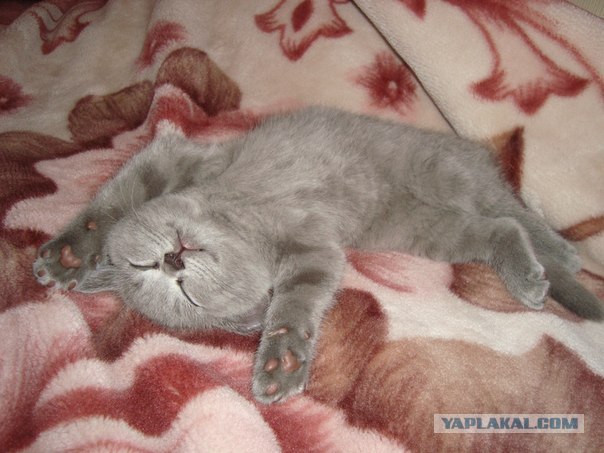 Котовторник  16.10.12