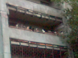 Кошачий патруль