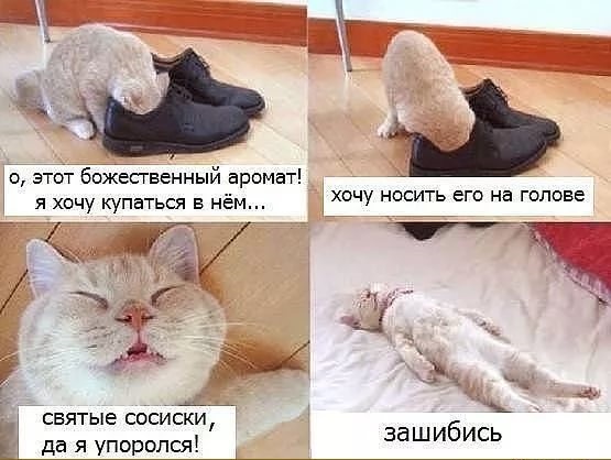 Картинки с котами и про котов
