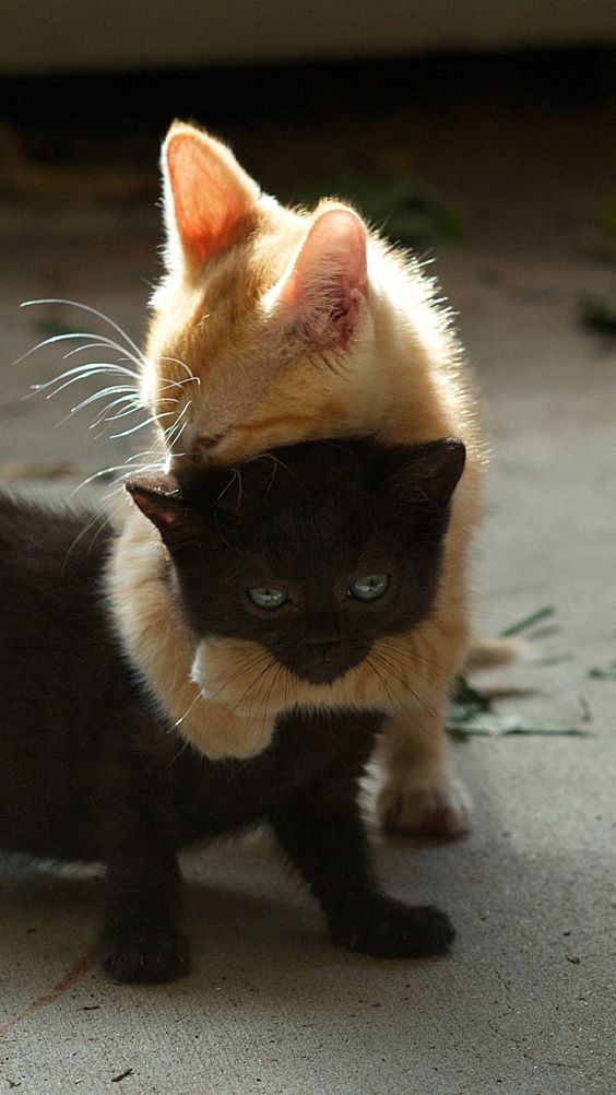 Забавные фото котеек