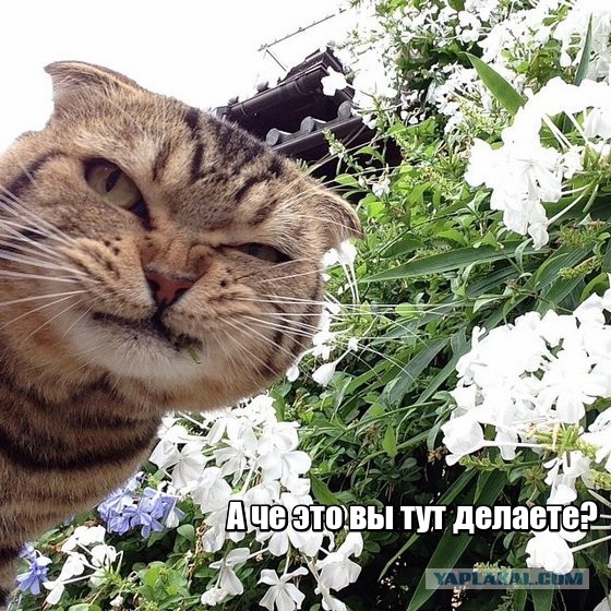 Этот взгляд