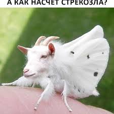 10 на удивление устрашающих фактов о стрекозах