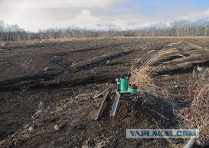 Побережье Камчатки превратилось в кладбище морских обитателей