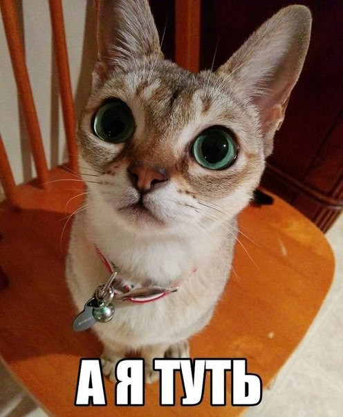 Что ищут кошки в интернете