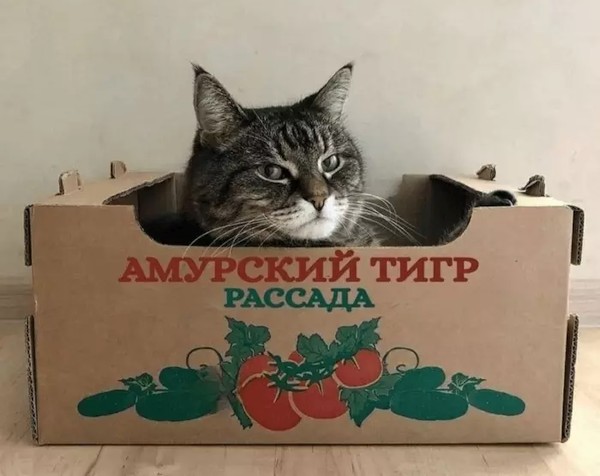 Прикольные и просто красивые картинки 22.06.2021