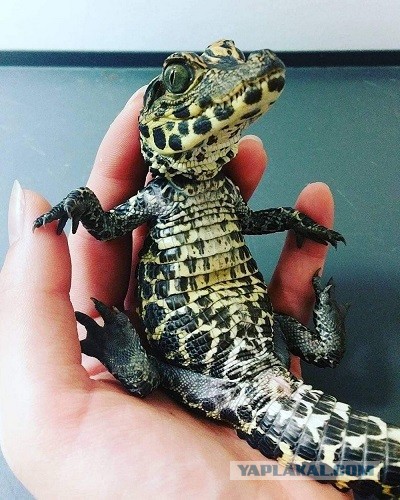 Странный котик
