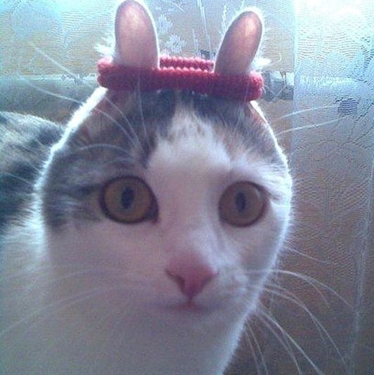 Кота_пульта