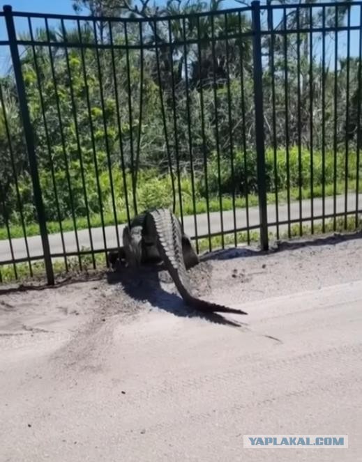 Забор не преграда