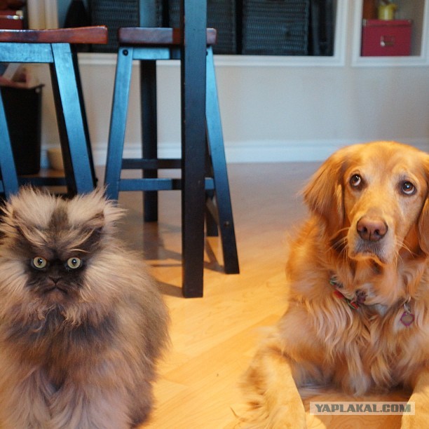 Животные добрые, они помогают друг другу