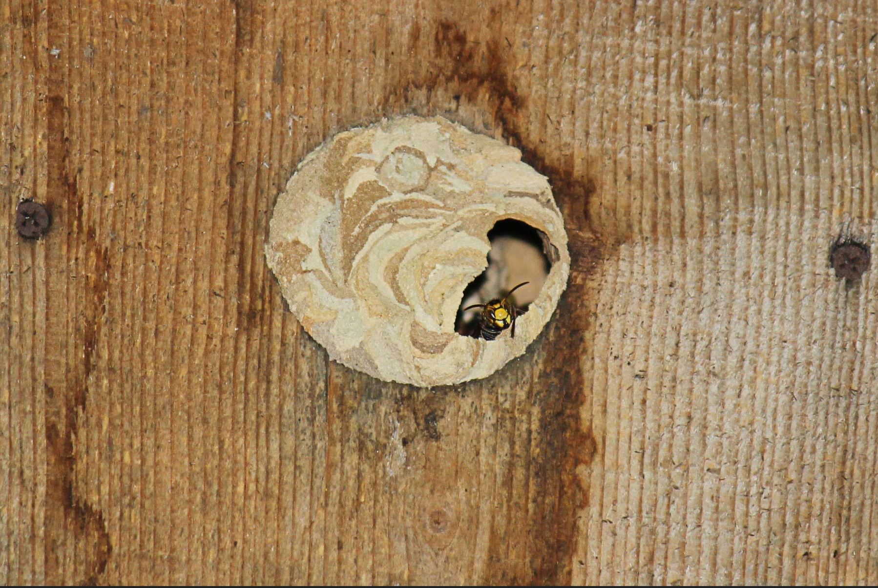 Шмелиное гнездо в доме. Завелись шершни что делать. Гнездо шершней под крышей. Гнездо шершней фото в земле. Завелись шершни что делать.