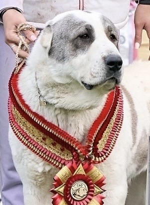 У нас щенки