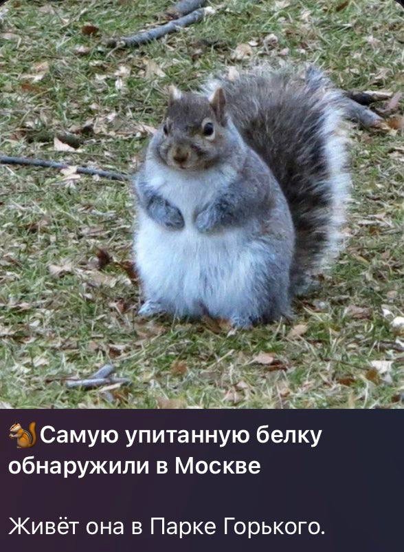 Веселое настроение в картинках (06.10.2025)
