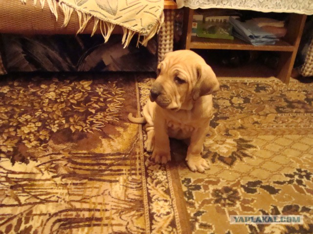 Как мы собаку внезапно завели