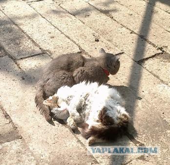 Котовторник 27.5.2014
