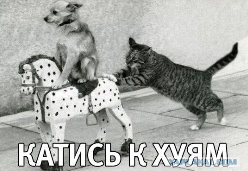 Равшан и Джамшут поедут домой?