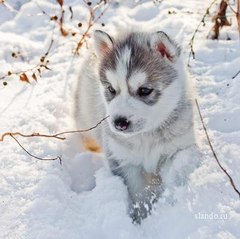 Когда собаки в первый раз увидели снег.