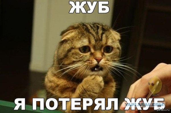 О важном. Проблемы котов
