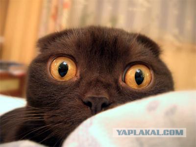 Почти "Том и Джерри"