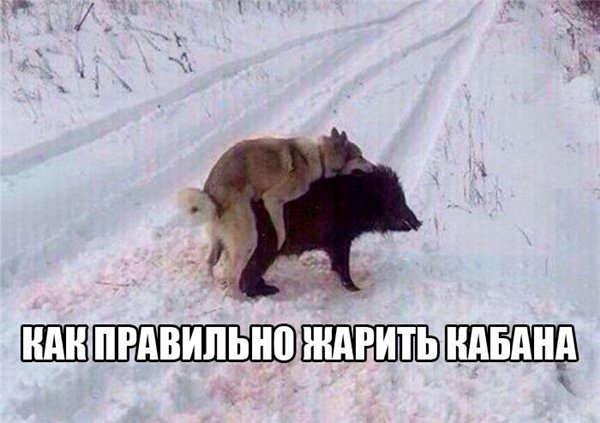 Приколы из сети