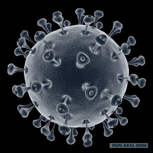 Human immunodeficiency virus. Вирус ВИЧ под микроскопом. Вирус иммунодефицита человека микроскоп. Вирус иммунодефицита человека под микроскопом. Ретровирус ВИЧ.