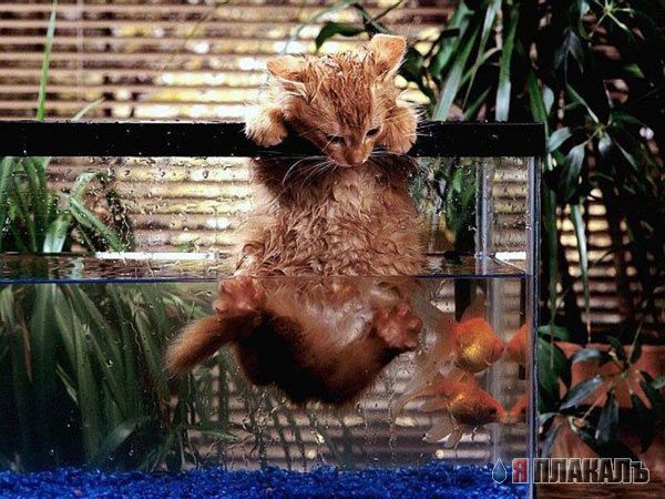 Котомет на вторник!