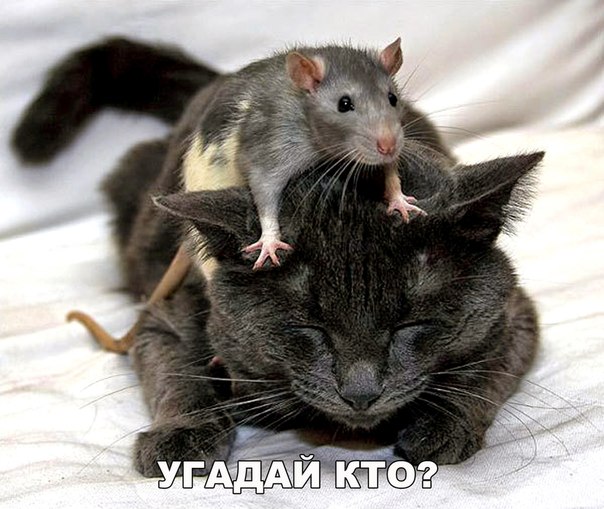 Мохнатые беспредельщики