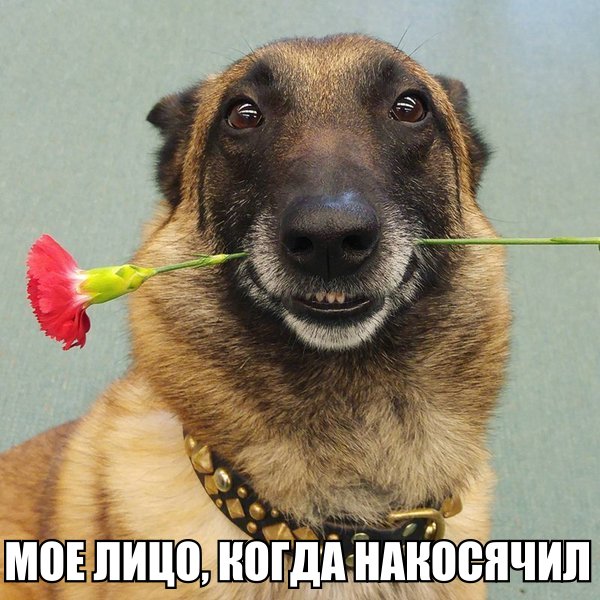 Мохнатые беспредельщики