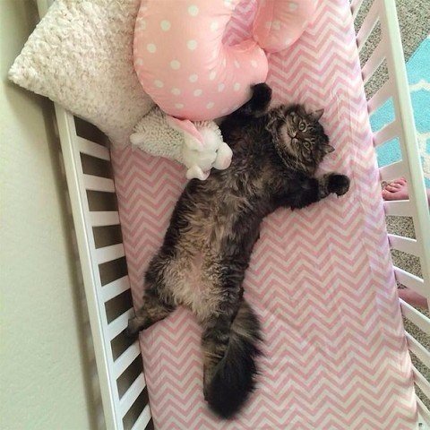 Мохнатые беспредельщики