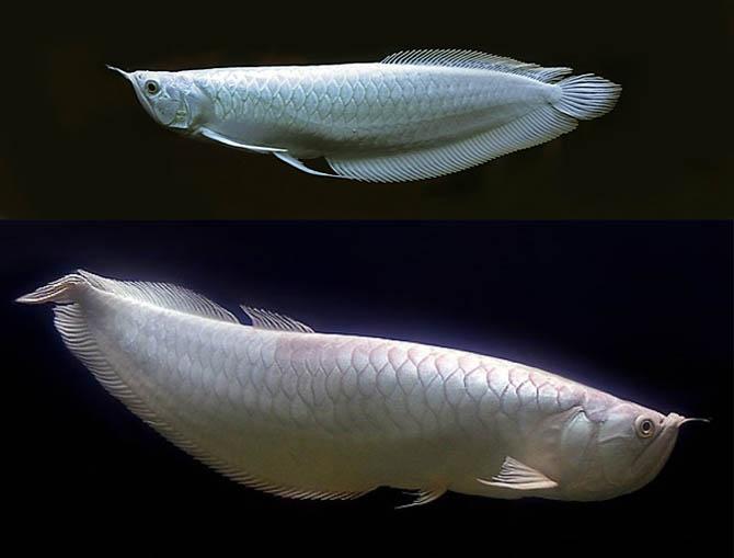 рыба за 200000 евро. Смотреть фото рыба за 200000 евро. Смотреть картинку рыба за 200000 евро. Картинка про рыба за 200000 евро. Фото рыба за 200000 евро рыба за 200000 евро. Смотреть фото рыба за 200000 евро. Смотреть картинку рыба за 200000 евро. Картинка про рыба за 200000 евро. Фото рыба за 200000 евро