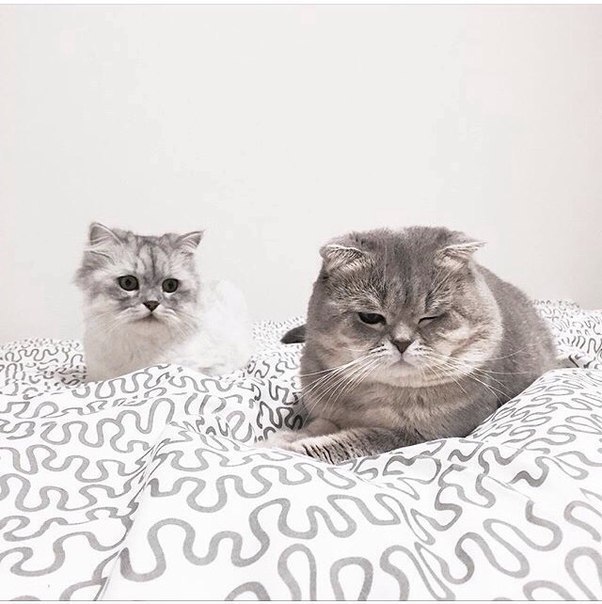 Прикольные животные