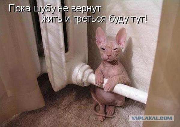Мерзнет голая фигня. Нужна ли одежда голым кошкам?
