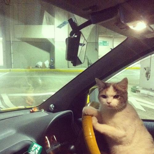 Коты из сети