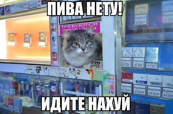 Прикольные картинки