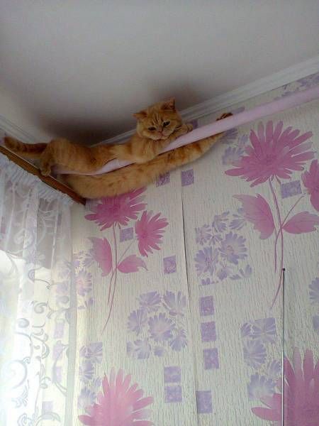 Коты и Кошки